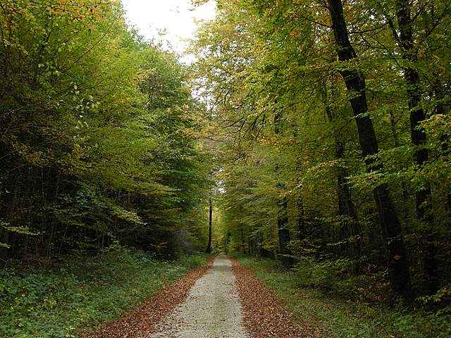 La grande siccita''....ma qui i funghi spuntano lo stesso !